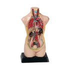 Torso verkleinert, Hhe ca. 48 cm, anatomisches Lernmodell, ab 8 Jahre