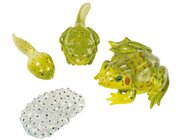 Lebenszyklus Frosch, 4 Kunststoff-Figuren, 4-12 Jahre
