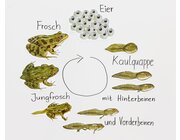 Magnetischer Lebenszyklus Frosch, 9-teiliges Tafelmaterial, ab 6 Jahre