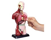 Schlertorso, 27 cm Hhe, anatomisches Modell, ab 6 Jahre