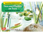 Kamishibai-Bildkartenset - Tiere und Pflanzen am Teich, 6 bis 12 Jahre
