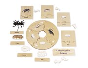 TimeTEX Lebenszyklus einer Ameise, Lernspiel in Holzbox