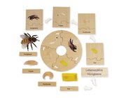 TimeTEX Lebenszyklus einer Honigbiene, Lernspiel in Holzbox