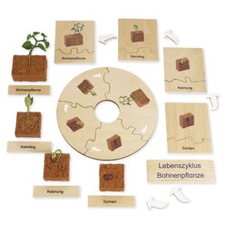 TimeTEX Lebenszyklus Bohnen-Pflanze, Lernspiel in Holzbox