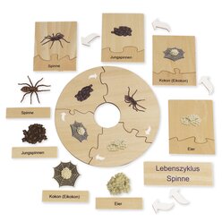 TimeTEX Lebenszyklus einer Spinne, Lernspiel in Holzbox