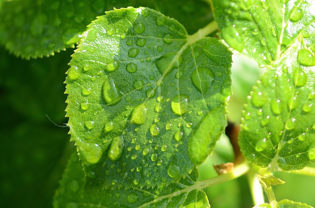 Grüne Blätter in Nahaufnahme mit Wassertropfen.